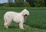 KOMONDOR 003